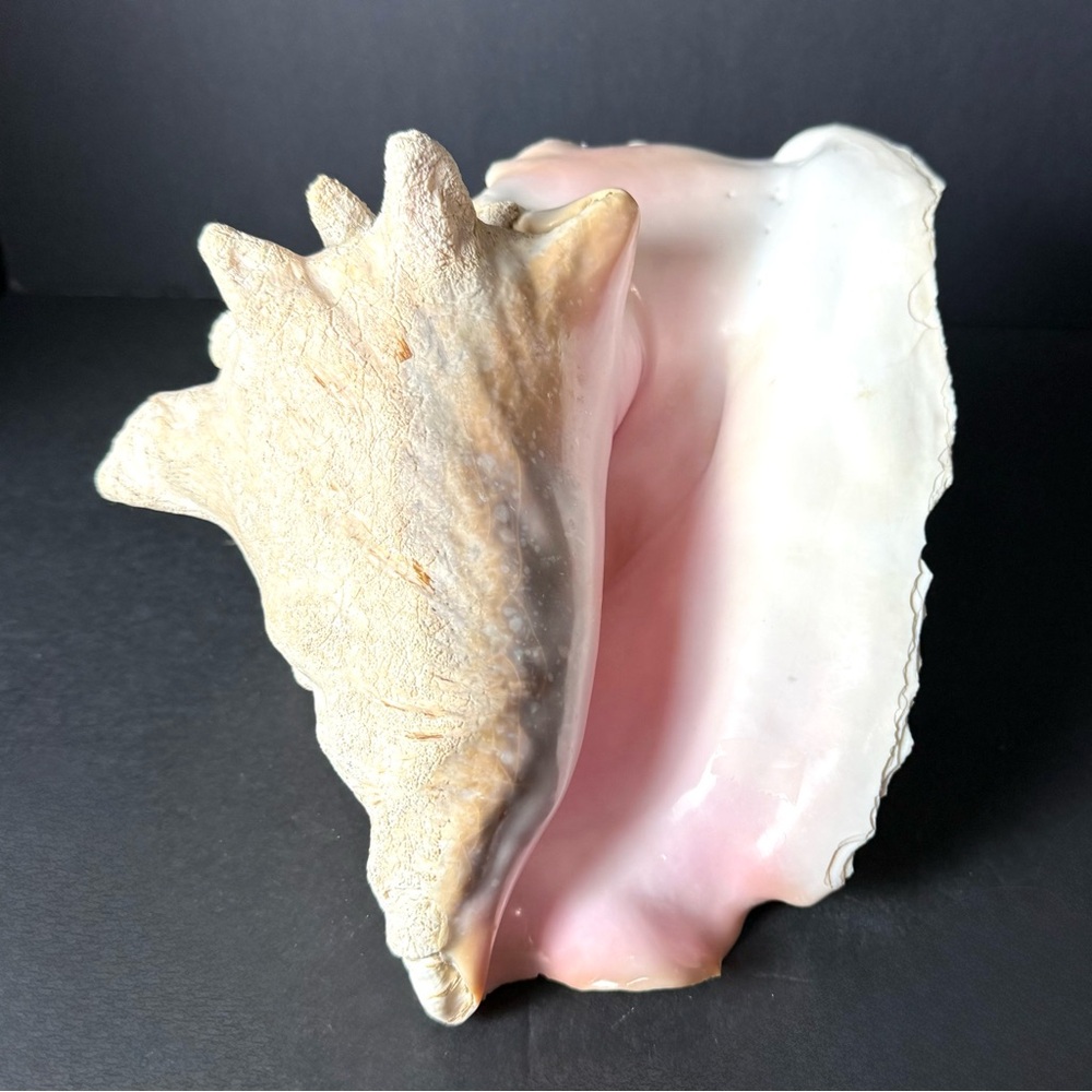 VTG Large Queen Conch Shell Pink Tan Ocean Nautical Decor Ocean Beach Boat